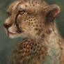 Cheetah