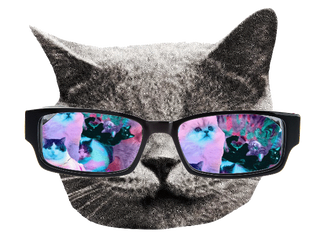 Hipster cat GIF