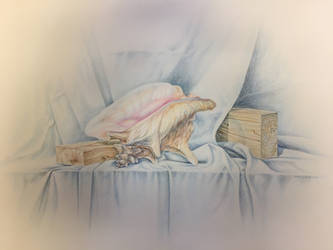 Still life with conch shell 