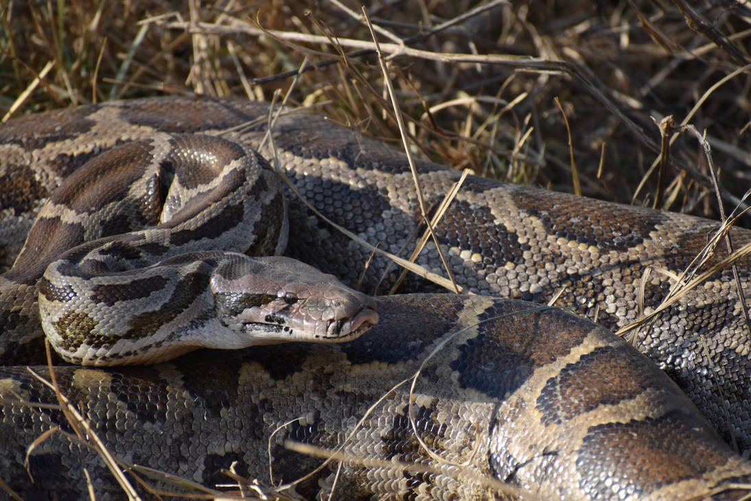 Indian Rock Python by penguin-commando on DeviantArt