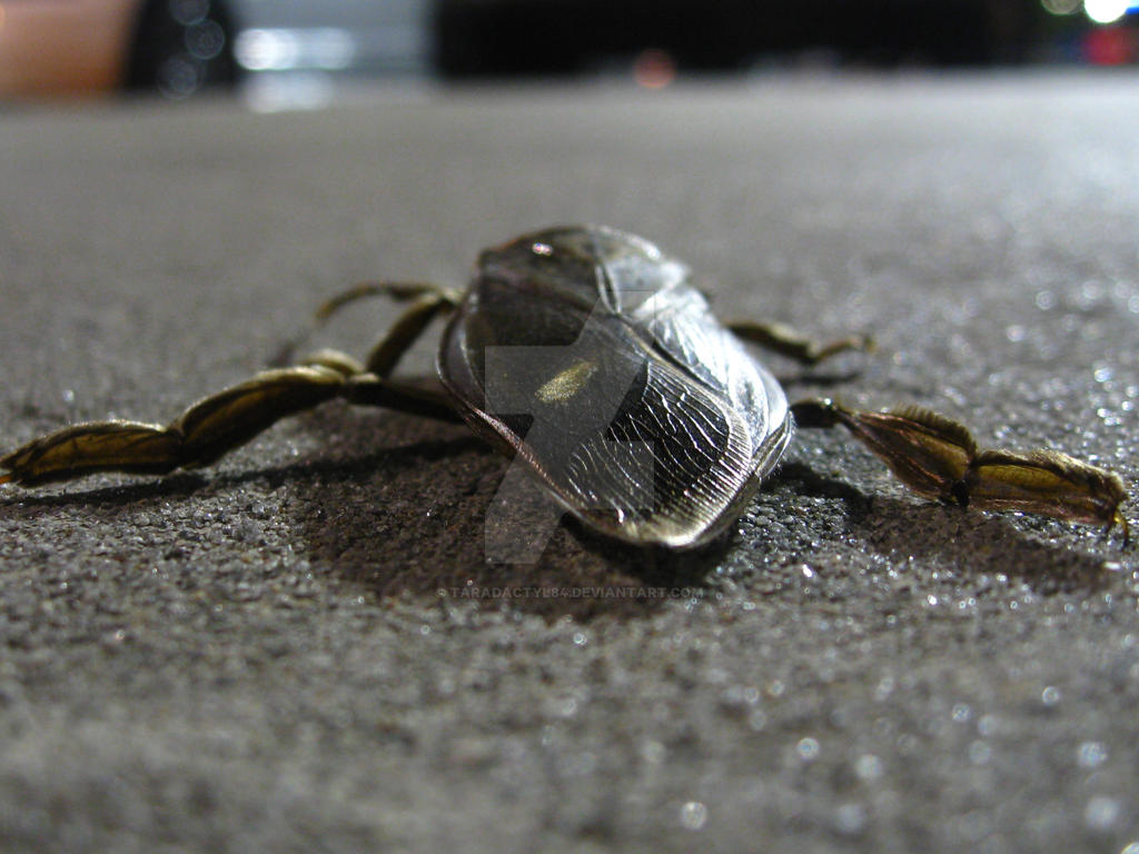 Bug back by TaraDactyl84 on DeviantArt