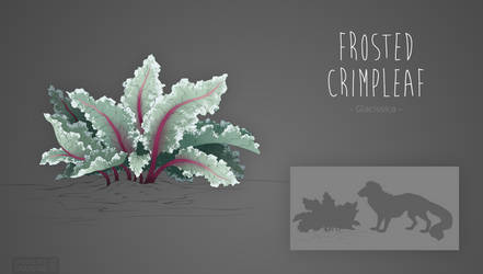 Ibea Plant - Frosted Crimpleaf