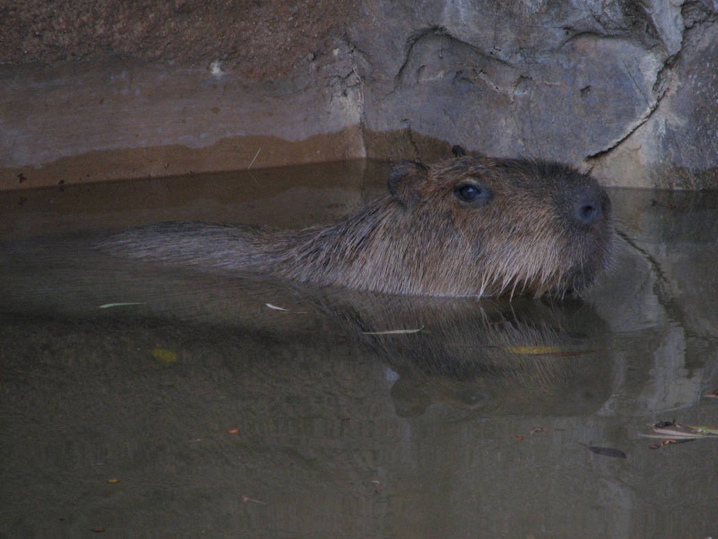 Giant gopher goes swimming by xerotigercat on DeviantArt