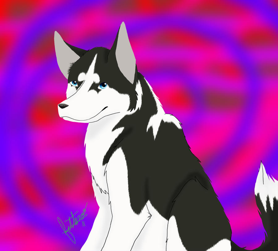 Husky Deviantart a husky by Maybe-Avery on DeviantArt