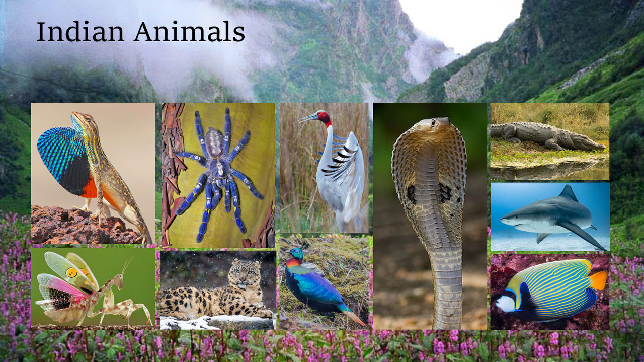 Indian Animals PowerPoint Slide by GoldenRaptor10 on DeviantArt