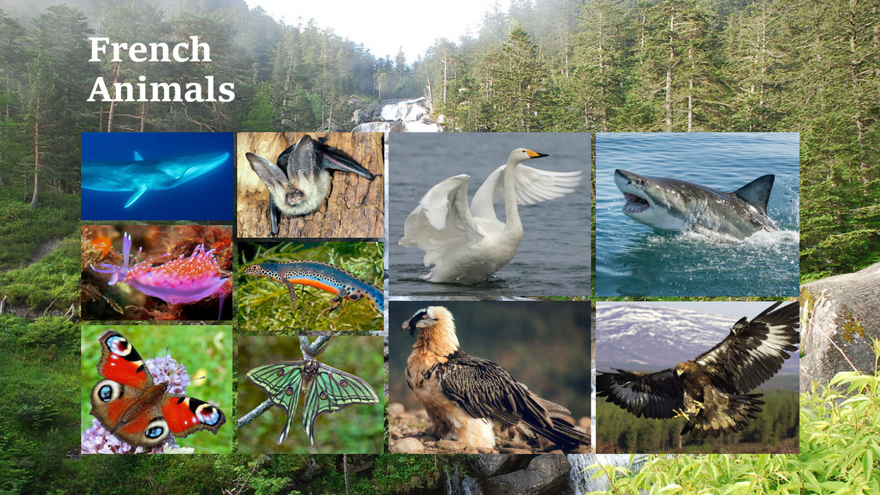 French Animals PowerPoint Slide by GoldenRaptor10 on DeviantArt