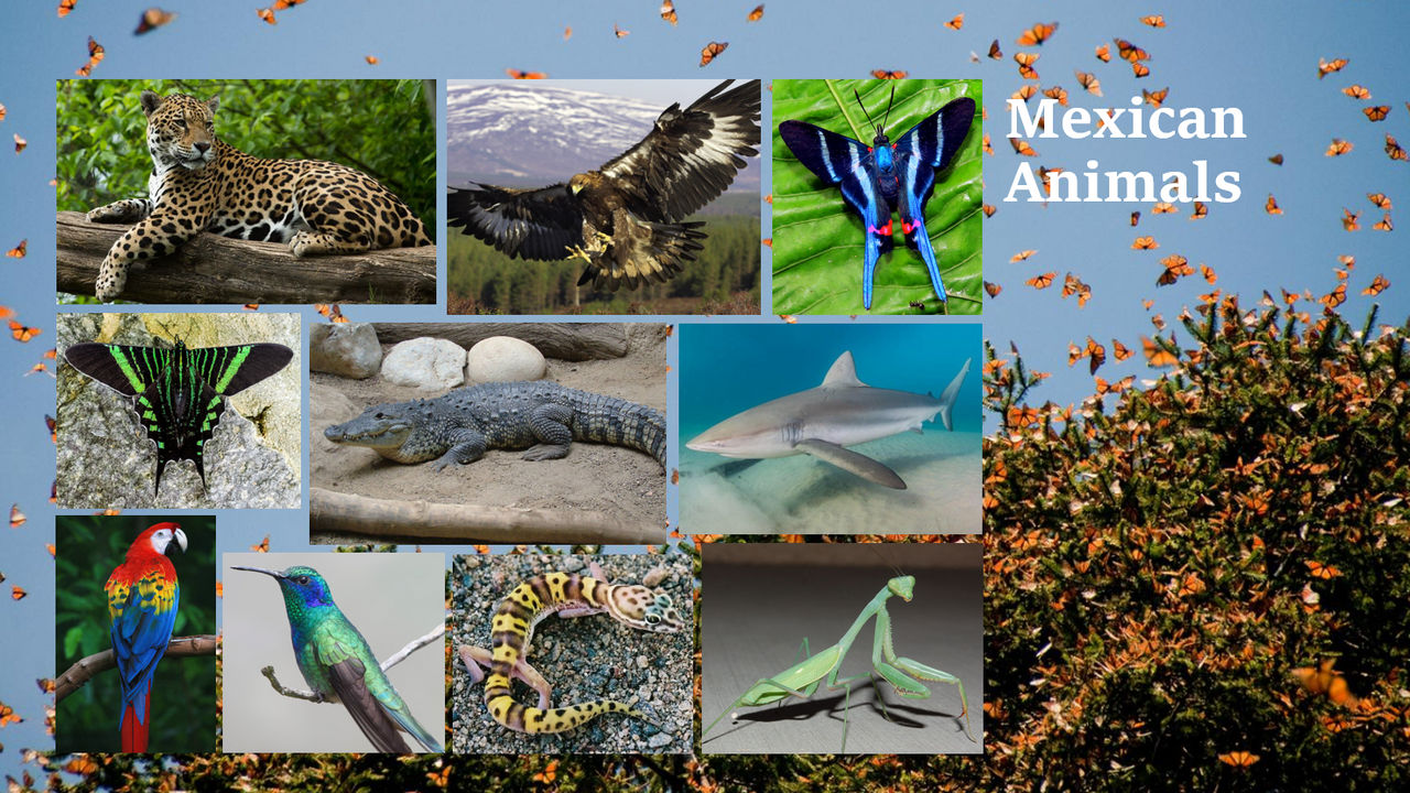 Mexican Animals Slide By GoldenRaptor10 On DeviantArt mexican-animals-slide-by-goldenraptor10-on-deviantart