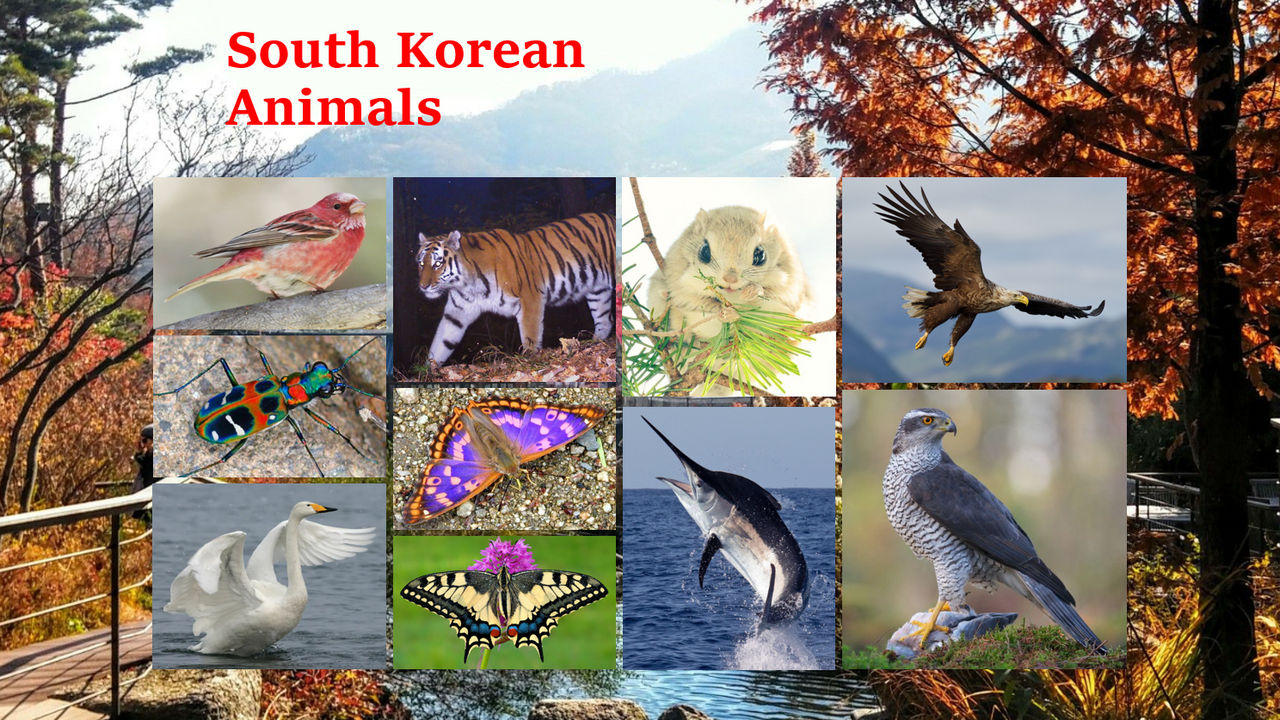 South Korean Animals PowerPpoint Slide by GoldenRaptor10 on DeviantArt