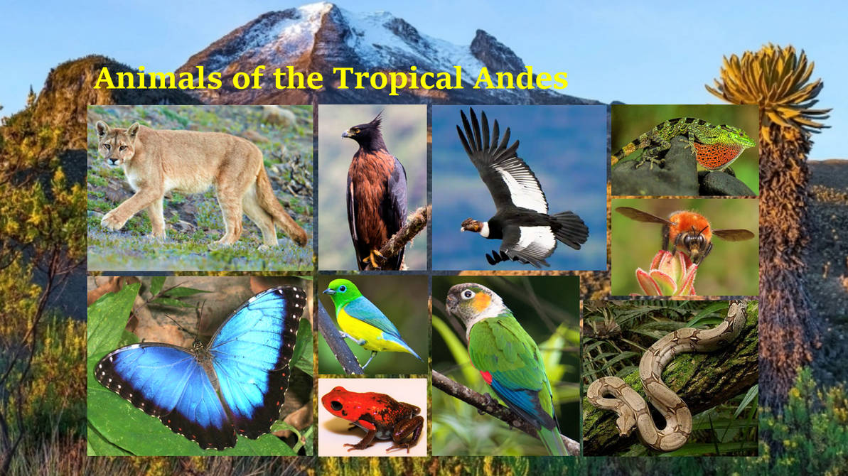 Andes Raptors Animals of the Tropical Andes Chart by GoldenRaptor10 on DeviantArt