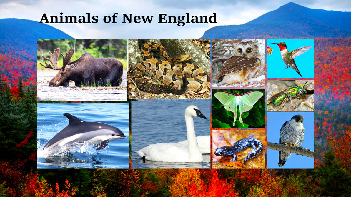 Animals of New England PowerPoint Slide by GoldenRaptor10 on DeviantArt