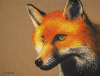 Fox