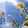 Yellow flowers on the sky