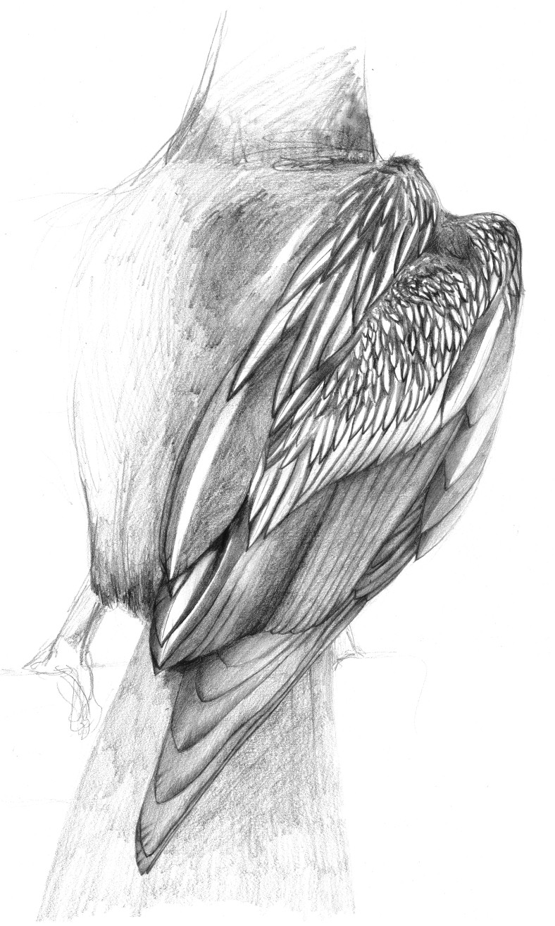 Wing study