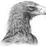 Wedge-Tailed Eagle commission