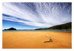 Abel Tasman Driftwood by facehead