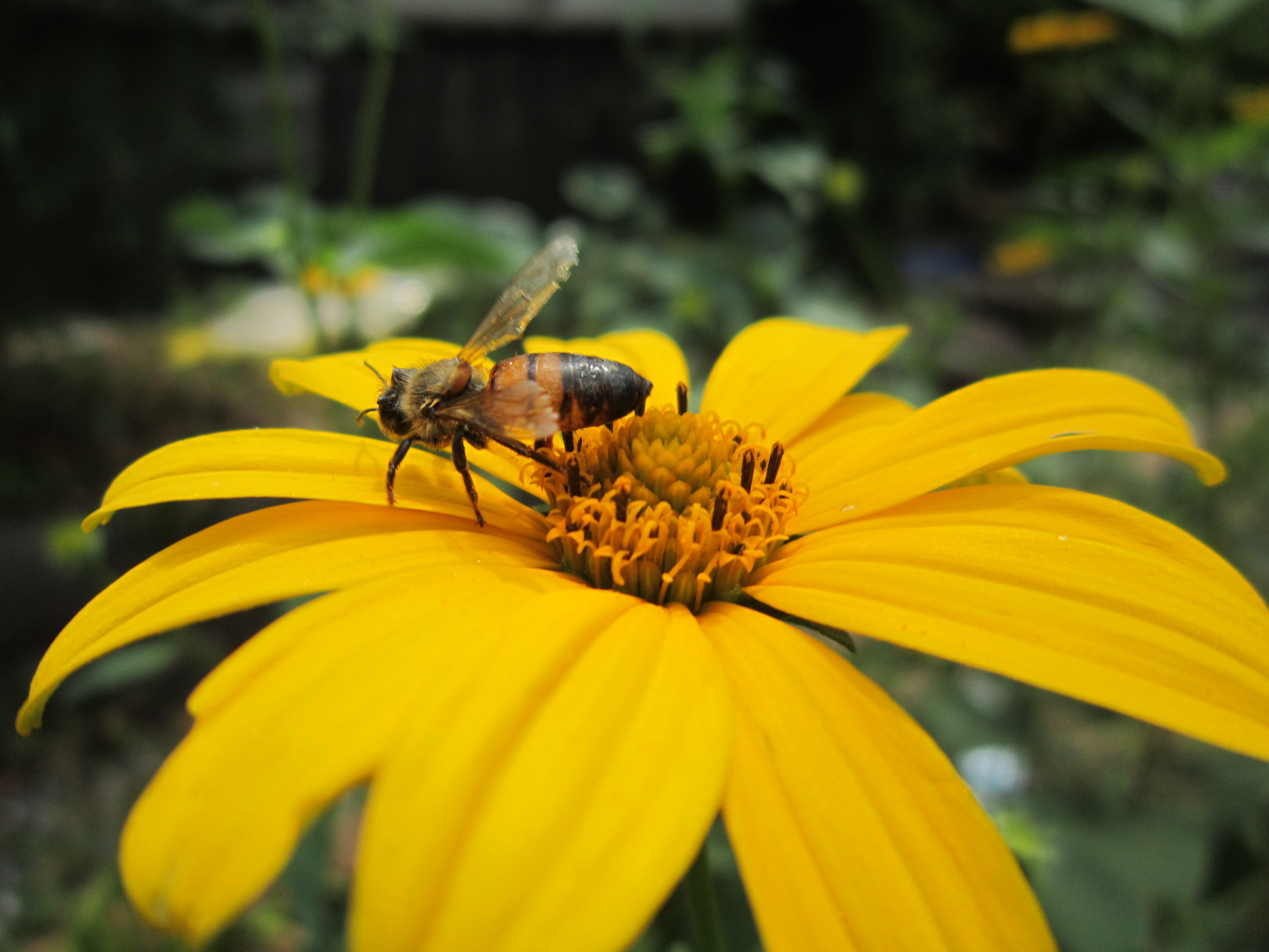 Happy bug!