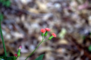 Paintbrushes