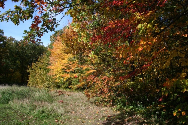 Starting to Show Fall Color