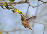 Hummingbird in flight drinking nectar by yo13dawg