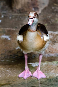 Egyptian Goose