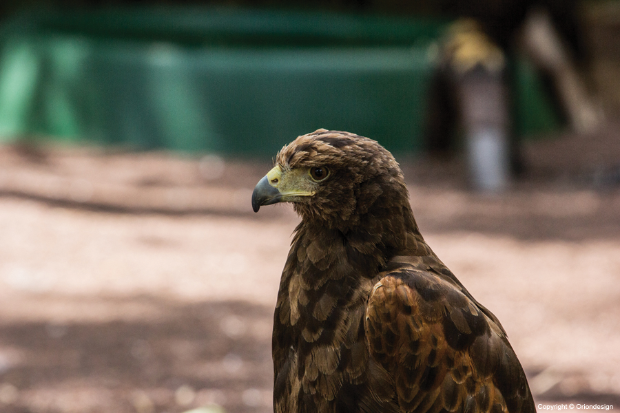 Dangerous bird