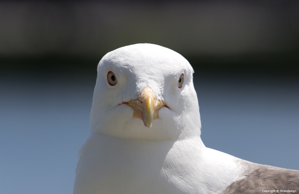 Seagull looking at me