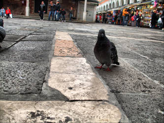 Venice Pigeon