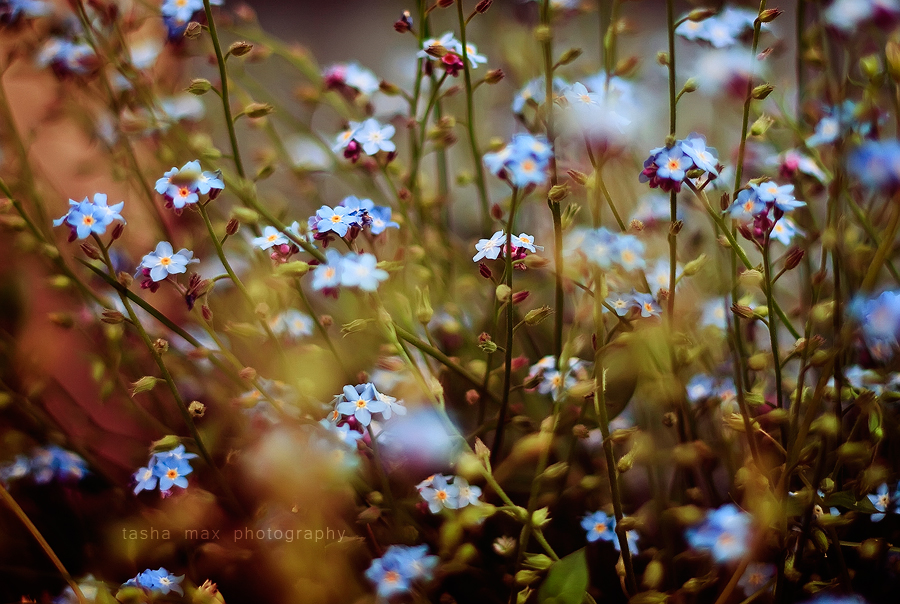 Colours of the Wind