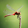 Sympetrum