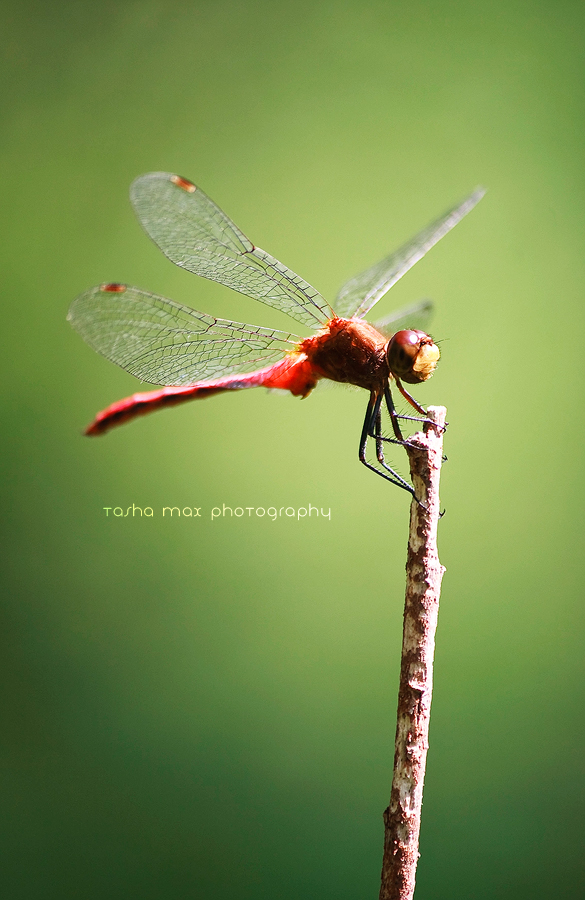 Sympetrum