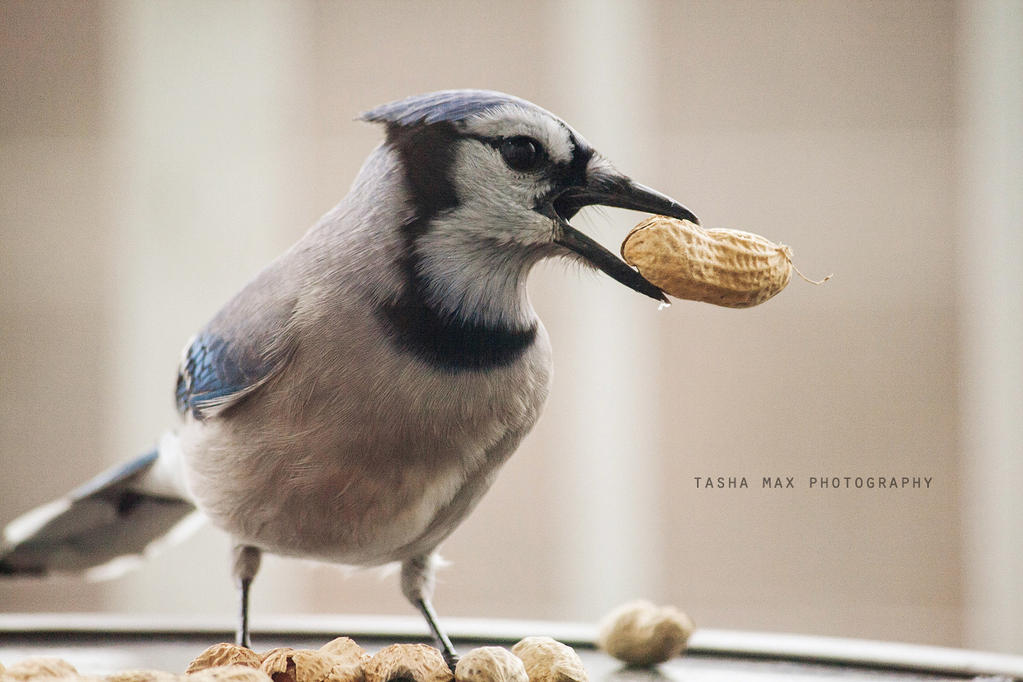 Spoiled Blue Jay