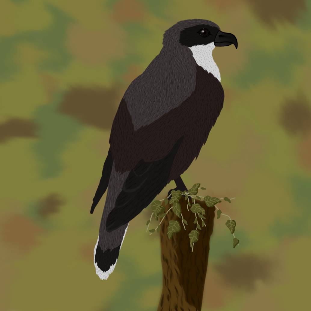 Bird Evolution Deviantart Evolution of the butcher bird by AtosKelemen on DeviantArt