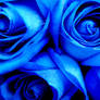 Blue roses