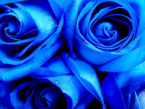 Blue roses by MagicMirror2007 on DeviantArt