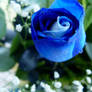 Blue roses 3