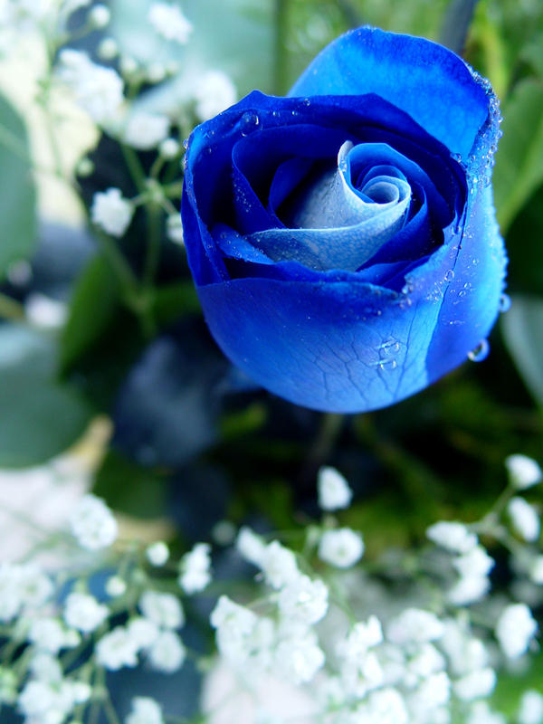 Blue roses 3