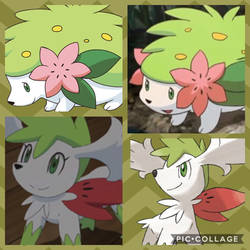 (CT) Shaymin