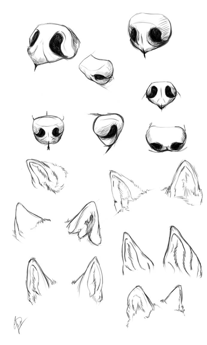 Wolf nose ears study by Esphir on DeviantArt