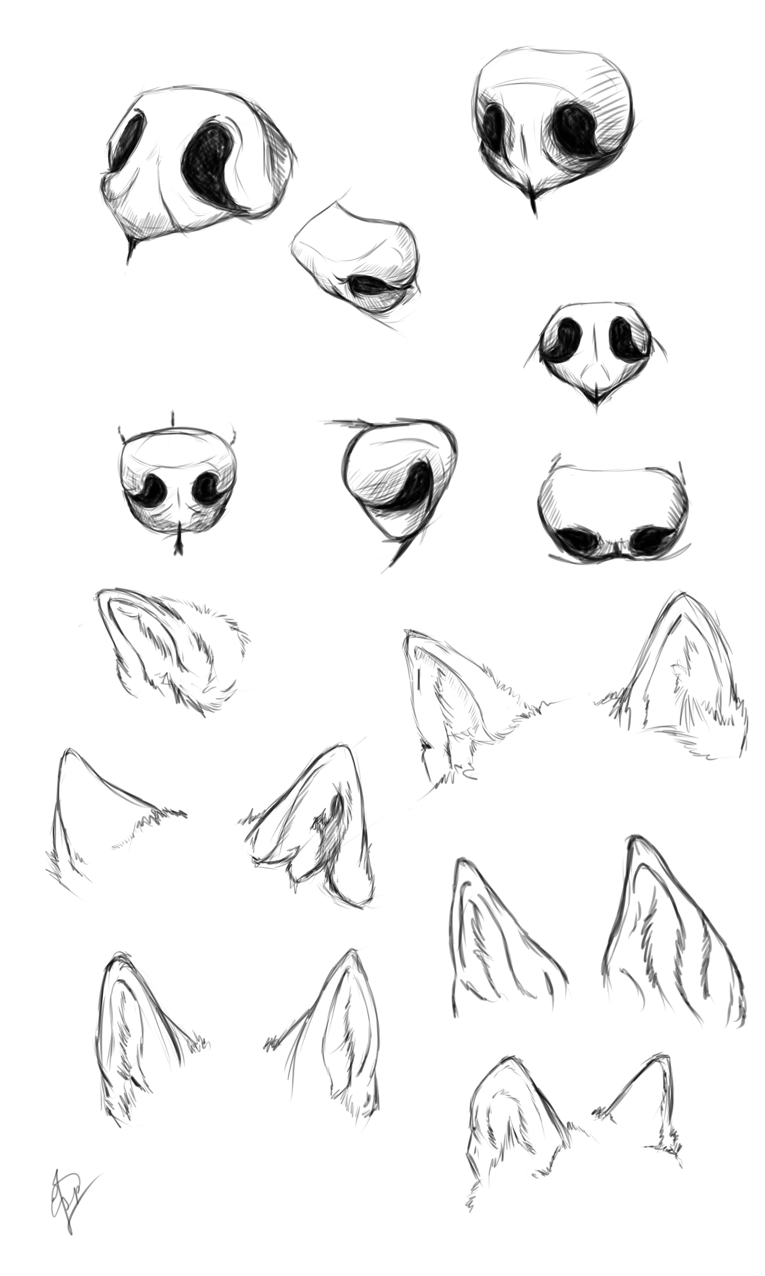 Wolf nose ears study