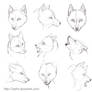 Wolf head sketches