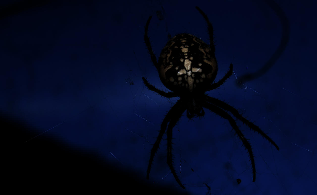 Spider surrounded by Blueness