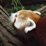 Sleepy Red Panda