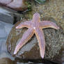 Starfish