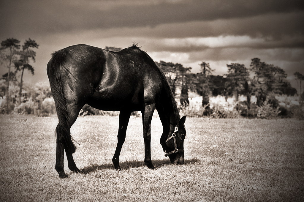 Horse grazing