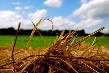 Haystack