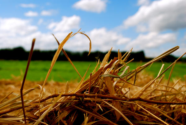 Haystack by scapolitejoshua94 on DeviantArt