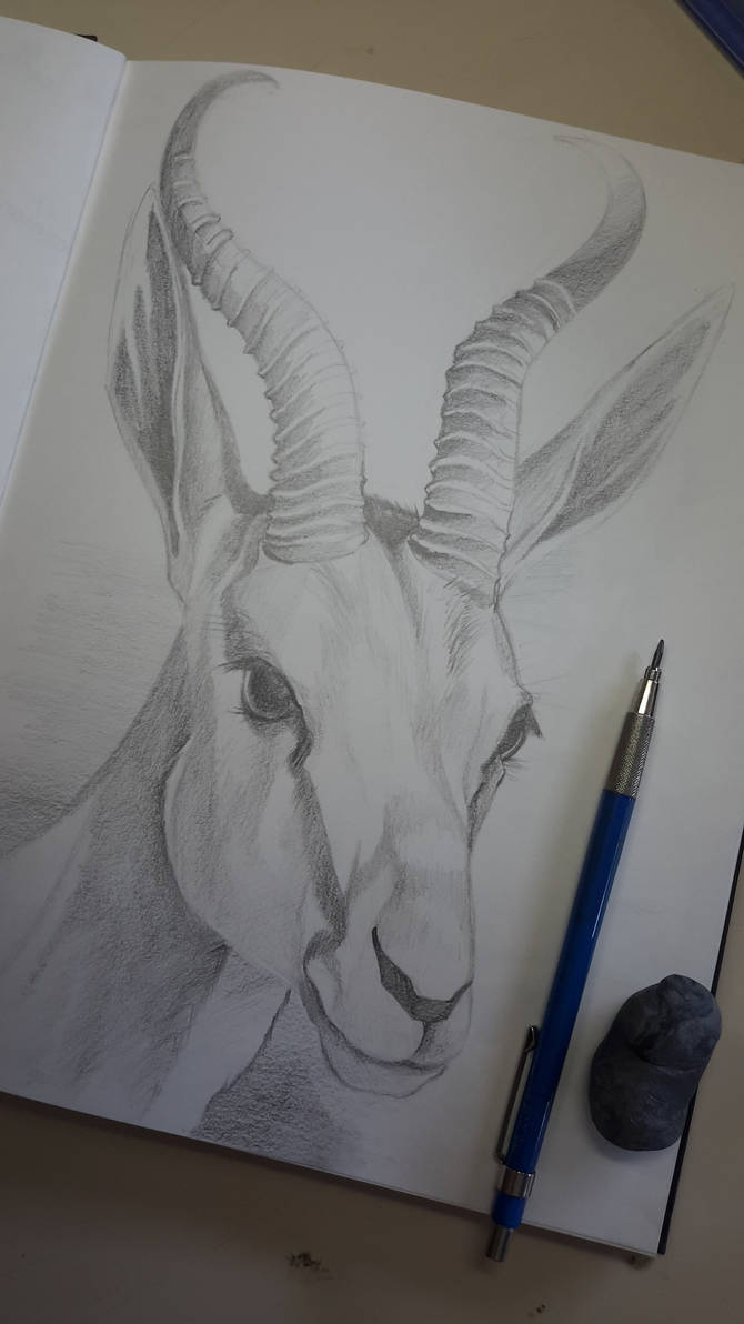 Deer - Graphite Pencil Drawing by CarolMylius on DeviantArt