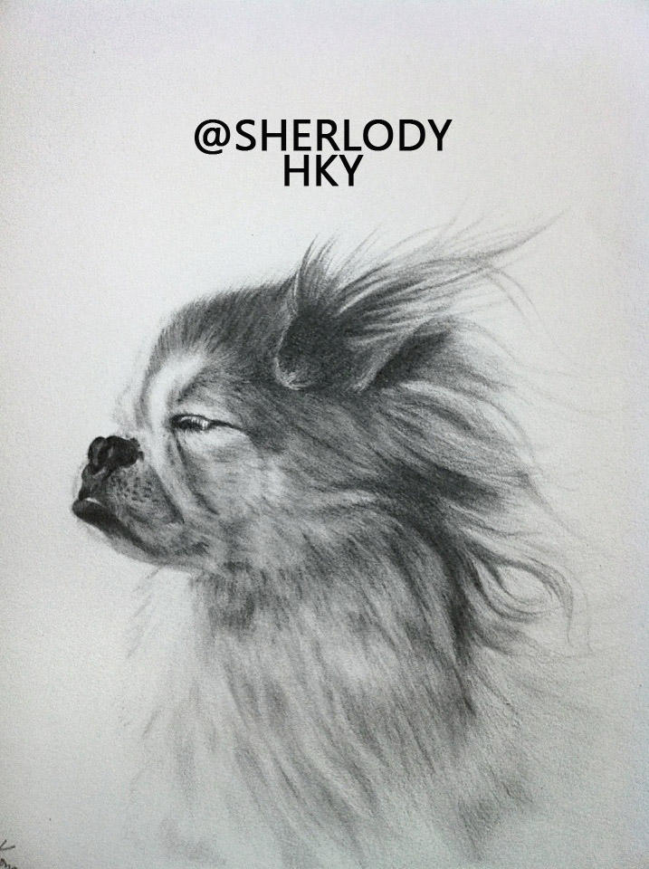 Drawing Of My Dog Sketching Pencil Drawing By Sherlody On