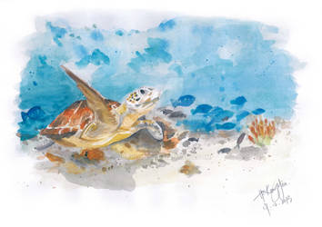 Hawksbill Turtle watercolor painting