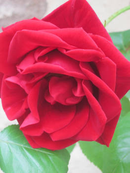 pink-red rose